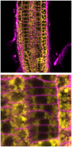 KBuerstenbinder's tweet photo. Dear #twitterverse #plantsci #cellbiology enthusiasts : Do you have any idea which cellular structures are labeled by the GFP-fused protein (yellow)? Please RT - suggestions/input are highly appreciated. (Resolution definitely can be improved 🙂). https://t.co/v0sCwhGTOq
