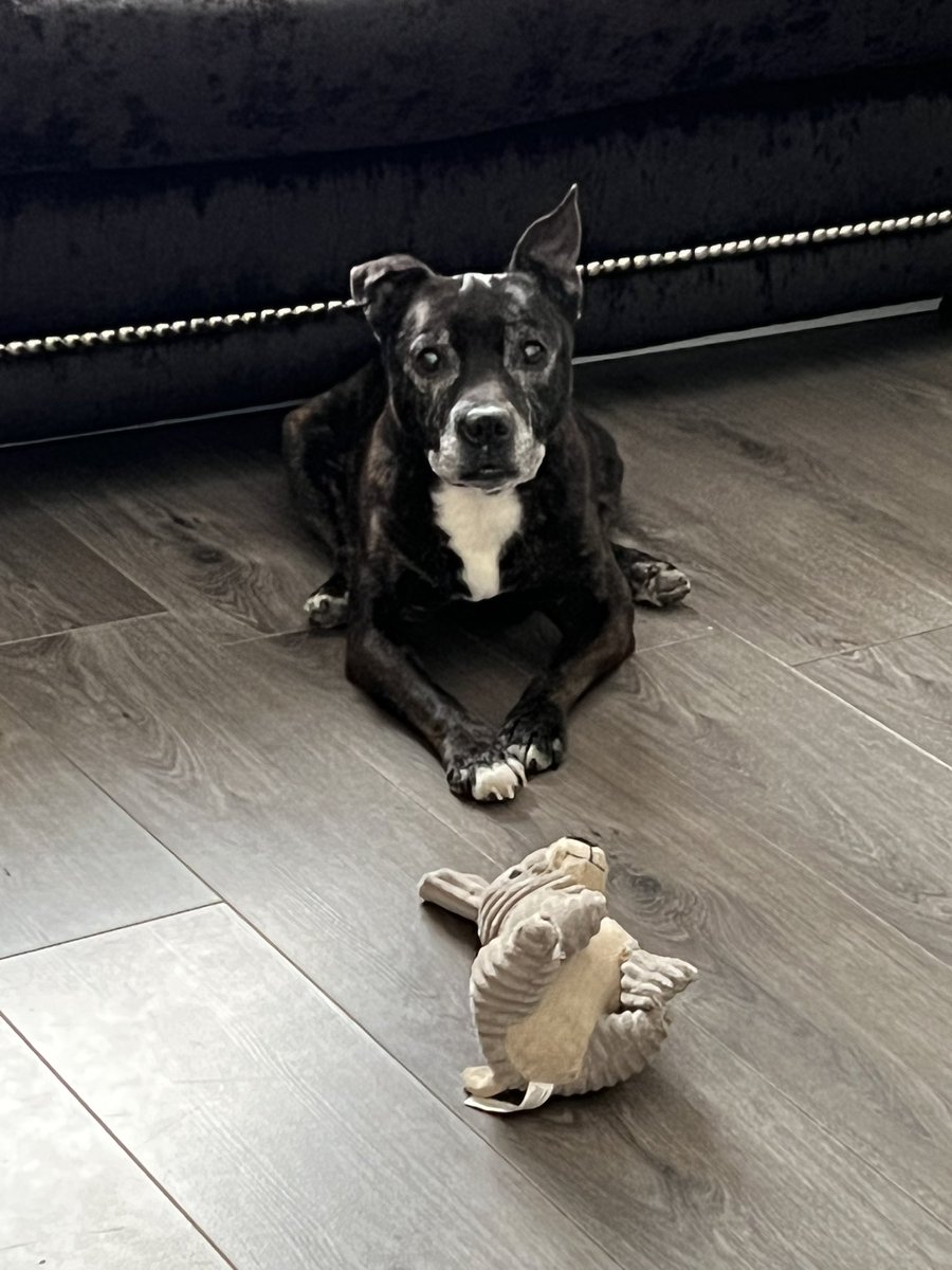 Perfection #Staffie #SeniorStaffie 15 years young ❤️ oxo