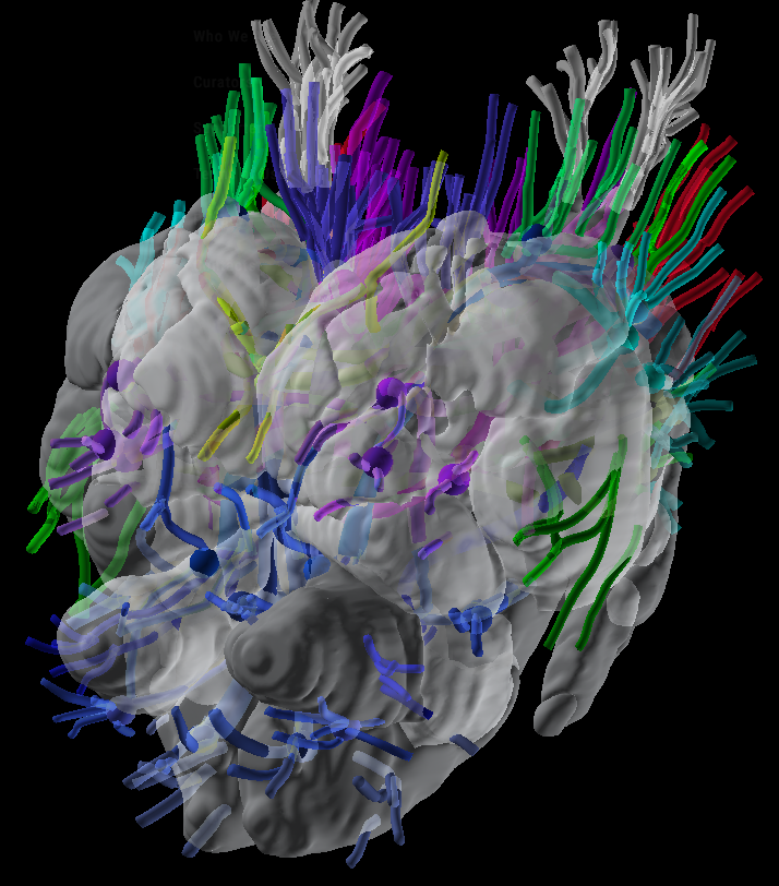 max_farnworth's tweet photo. They kindly host not only our primary data, but also a fully interactable mode of it, too. See here for data and play around! https://t.co/55SvDeRDpD and see here for all those larval tracts - clickable and all!! https://t.co/hXF0CzNR0S 4/9 https://t.co/J8KLcxi57p