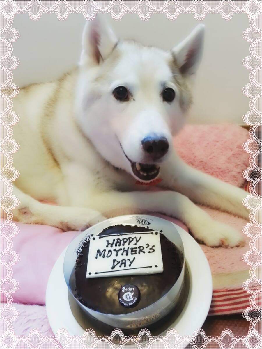 CareryWong's tweet photo. 母の日💞おめでとう🎂💐 #ParPar #Pearl #polar #ハスキー #ハスキー犬 #ハスキー犬が好き #シベリアンハスキー #犬好き #犬の友達 #犬のいる生活 #犬好きな人と繋がりたい #siberianhusky #husky #dogsofinstagram https://t.co/xsXHX0PNbB