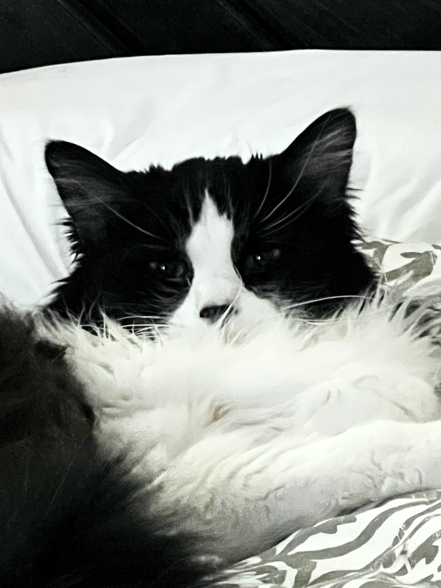 Happy #TuxieTuesady…. Mama is off to werk an I will sta home.  Lik I alwas do. Livin da lif of da spoyld kitty.