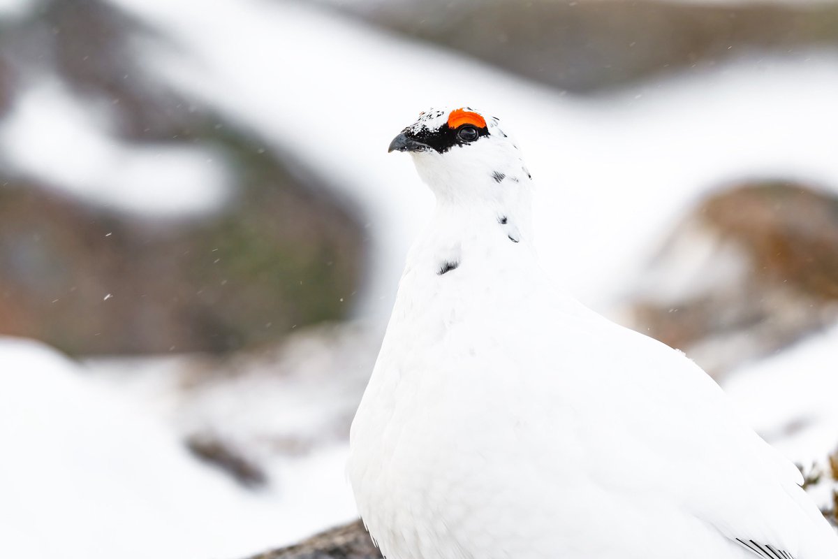 A Ptarmigan on a patchy snow covered hill 📷 

#earthcapture #springwatch #BBCWildlifePOTD <a href="/BBCEarth/">BBC Earth</a> <a href="/BBCSpringwatch/">BBC Springwatch</a> <a href="/WildlifeTrusts/">The Wildlife Trusts</a> <a href="/ScotWildlife/">Scottish Wildlife Trust</a> <a href="/nature_scot/">Former NatureScot account</a> <a href="/Natures_Voice/">RSPB</a> <a href="/RSPBScotland/">RSPB Scotland</a> <a href="/VisitScotland/">VisitScotland</a> <a href="/UKNikon/">Nikon UK & Ireland</a> 

instagram.com/p/CdYnG93KqhI/