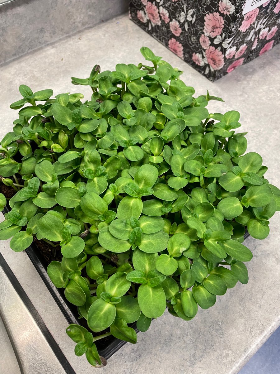 Kristenvdl1's tweet photo. Room 8 made pizza using their sunflower microgreens. It was delicious 🍕 🌱 @NutonMB @aitcmb_kira @littlegrnthumbs https://t.co/7OyD93N36E