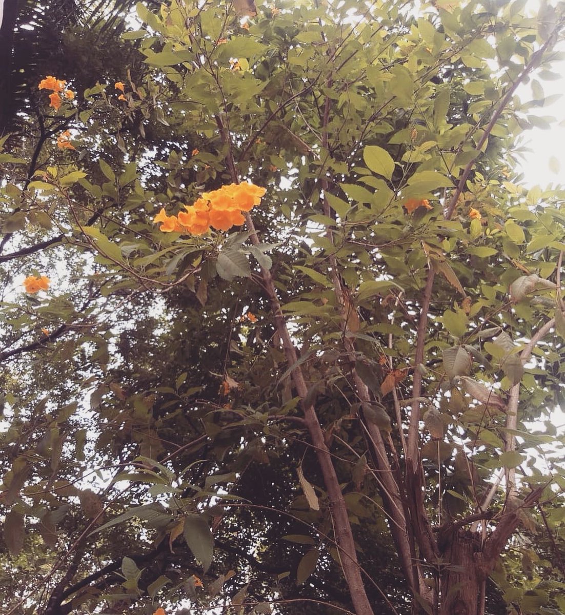 TaraRajendran's tweet photo. Ph.D. data collection during this lovely #Indianspring season 🌸☔ https://t.co/Ll29TfWxw7