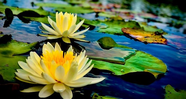 Wildnote tweet media