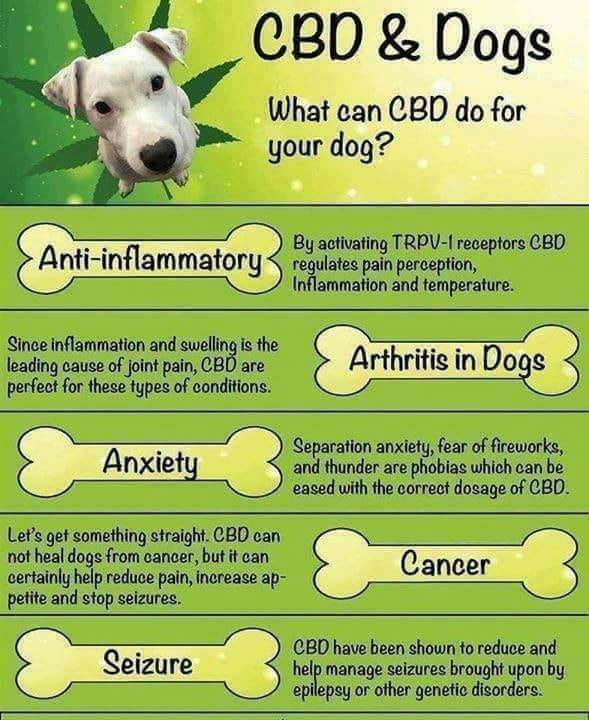 PureCanna's tweet photo. 🐶 Do you know that CBD oil is also Great for your Pets? 🐶 SAVE 15% With Coupon Code "Get15" 🐶 https://t.co/FjEXC88EKB https://t.co/uhUqOqRUHg