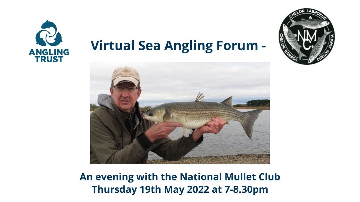 AnglingTrust's tweet photo. Join us as we chat all things mullet...  Our next virtual sea angling forum is with the National Mullet Club. They'll be sharing everything you need to know about this popular species and answering your questions.  The event is FREE - book your place at https://t.co/6PWj47JmXZ https://t.co/8vPwrmrpYW
