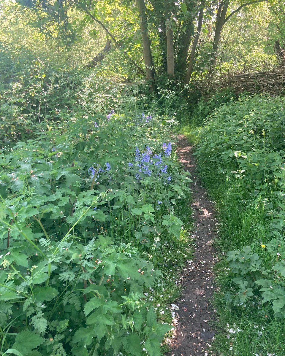 WCWCatford's tweet photo. It’s #MentalHealthAwarenessWeek so we will be posting a #nature picture every day this week. This is a path near our #MertonWorcester #appletree and beyond this boundary is the #RiverPool #bluebells #hogweed #connectwithnature #pathwaystonature #senses https://t.co/P8QKkmQKTe