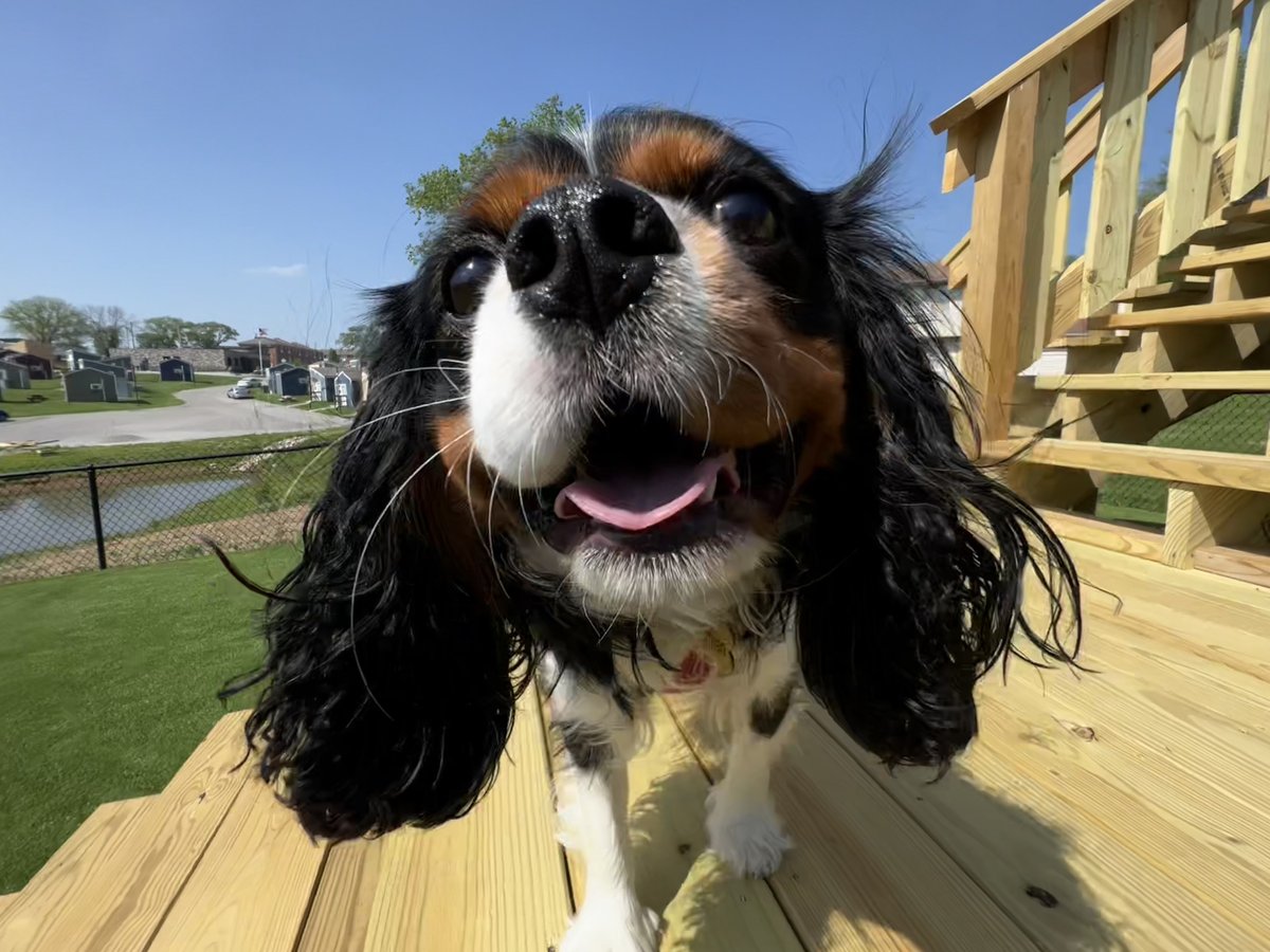 VCP_HQ's tweet image. VCP’s World War Veterans Dog Park is officially open! What a beautiful day for our four-legged friends to try out the new doggie playground in VCP’s green space. Huge shoutout to everyone who made this happen for our Veterans and their pets.