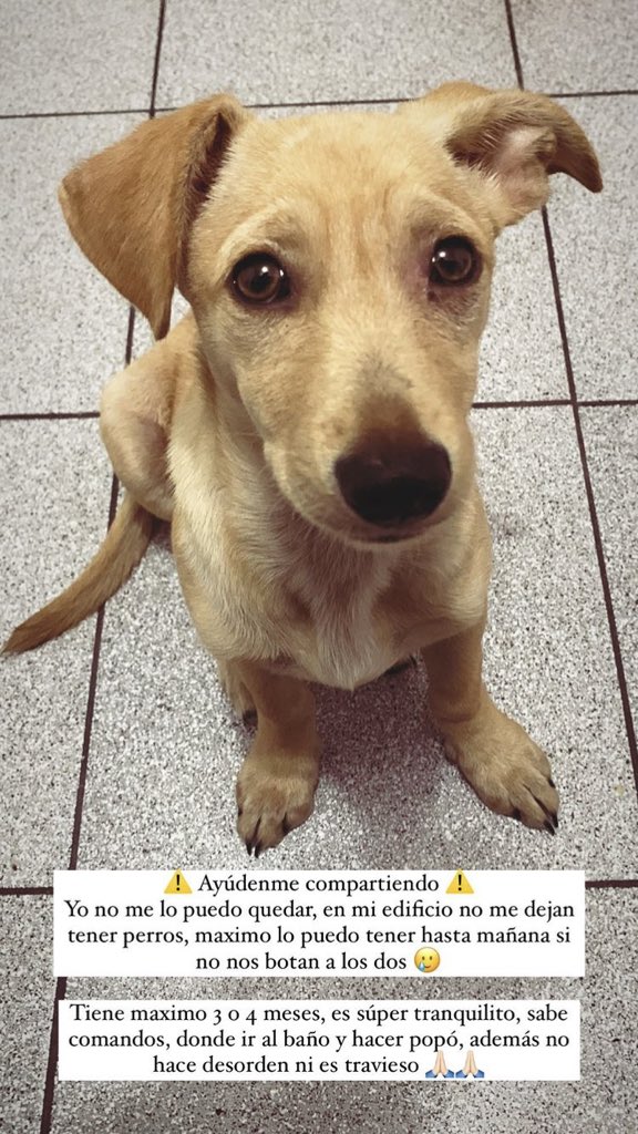 MarialeBernedo's tweet photo. PERRITO ENCONTRADO
Lo encontraron en Surquillo (San Felipe con San Agustín). La persona que lo alberga en su casa no puede tenerlo mucho tiempo. Es un perrito de casa, responde a comandos y es tranquilo.
RT para que llegue a su dueño, porfa 🙏 @rescate_sos @omnishambles92 https://t.co/bNUvgFsmBr
