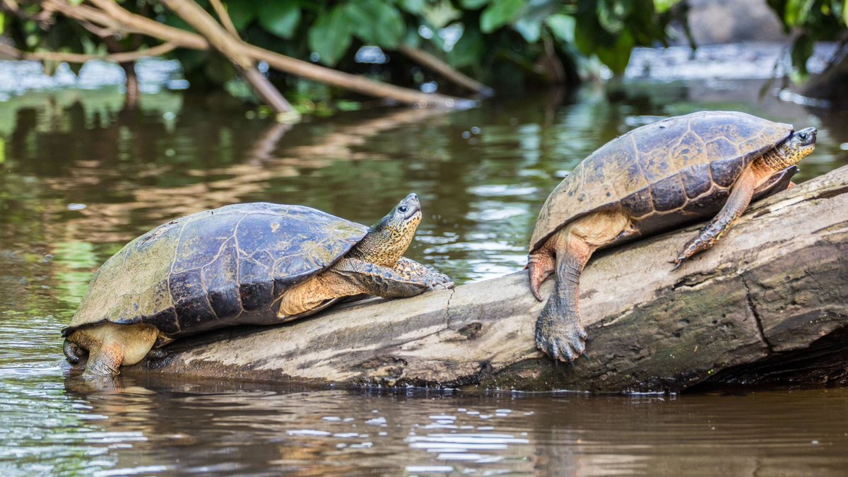 SabrinaenPeru's tweet photo. El Parque Nacional Tortuguero  🐢se ubica en Costa Rica 🇨🇷  y es uno de los principales iconos turísticos del país debido a que se reconoce internacionalmente por proteger la playa de anidación de tortugas verdes más importante del hemisferio occidental.
#DescubreElMundoConAVGE https://t.co/GC49C1wwCu