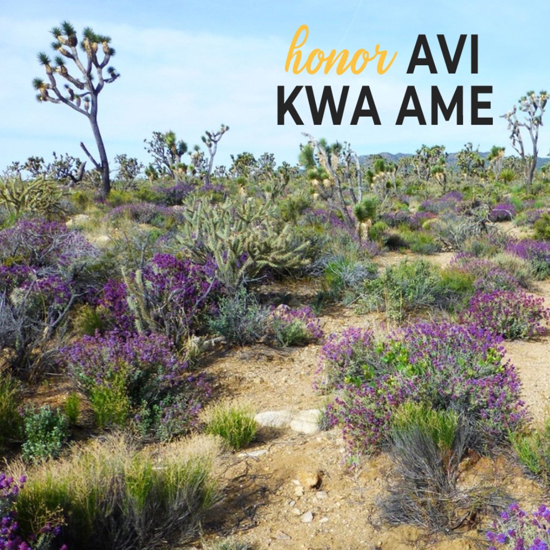 getoutdoorsnv's tweet photo. Hey, is that one purple?? #PURPLEISMYFAVORITECOLOR Right in the middle of the proposed #AviKwaAme National Monument. Anyone know what species of plant this is? #getoutdoorsnv https://t.co/cfN16uyaDg