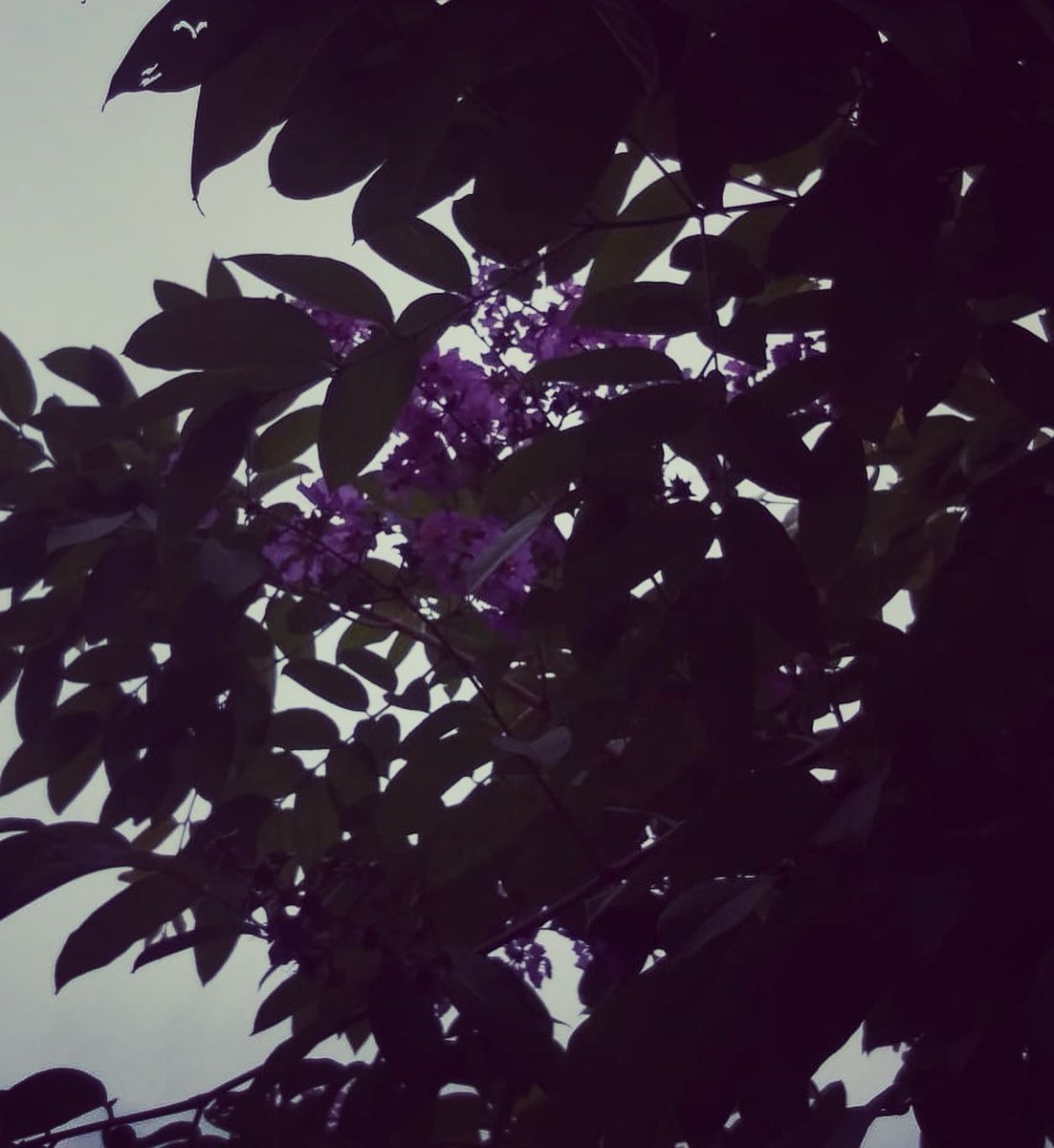 TaraRajendran's tweet photo. Silhouettes ☔🌸 #Indianspring https://t.co/G5iGm209Cj
