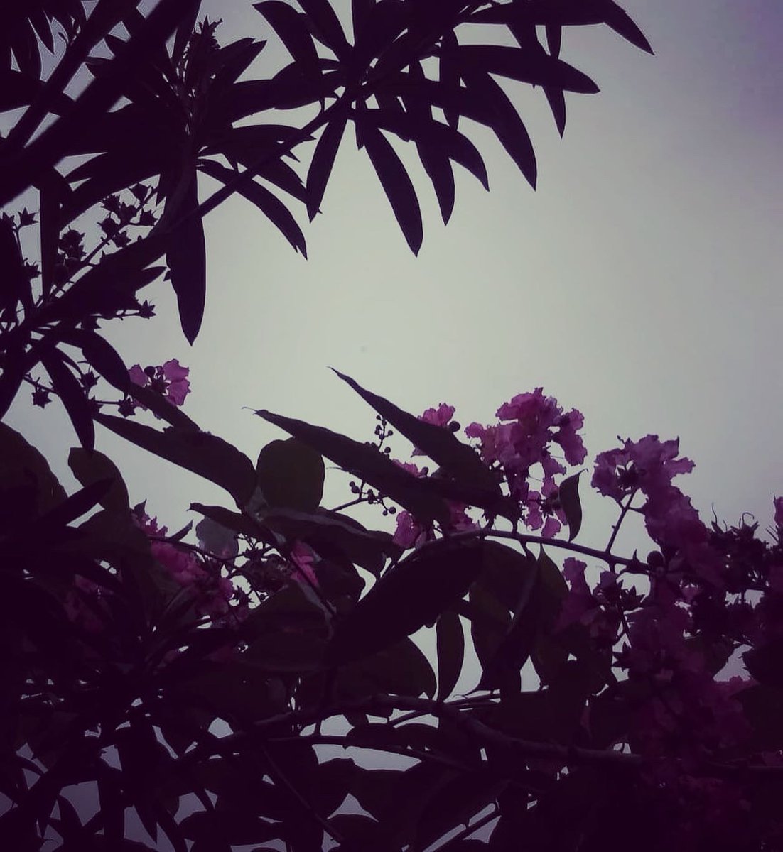 TaraRajendran's tweet photo. Silhouettes ☔🌸 #Indianspring https://t.co/G5iGm209Cj
