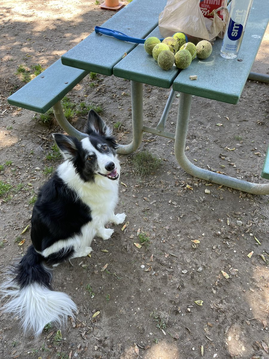 CSBCJP's tweet photo. Found all of the tennis balls at our new dog park. I love them all. #DogsofTwittter #bordercollie https://t.co/6hdCB3uBG6