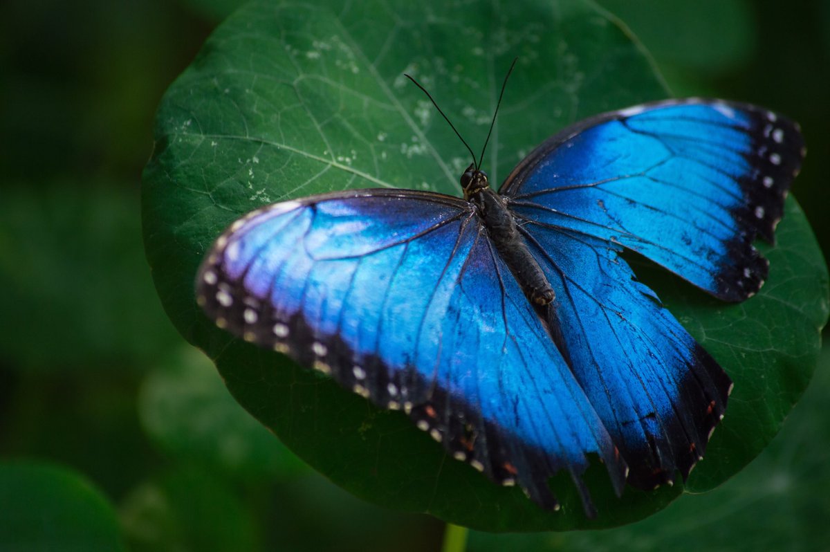 JeriLile's tweet photo. @BraydenCreation Vibrant….#beautiful #photography https://t.co/47n133oQht
