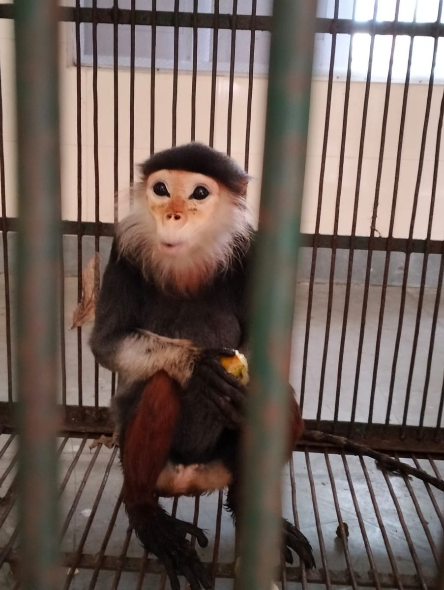 kolkata_customs's tweet photo. Acting on intelligence on 09.5.22 officers of #PreventiveCommWB seized 4 #rare #Apes of #foreignorign by intercepting a Siliguri bound bus (from the base dikie) in the highway @Mynaguri area of #NorthBengal worth ₹1.1 crore @cbic_india @PIBKolkata @DDBanglaNews https://t.co/mH1dpDFS2K