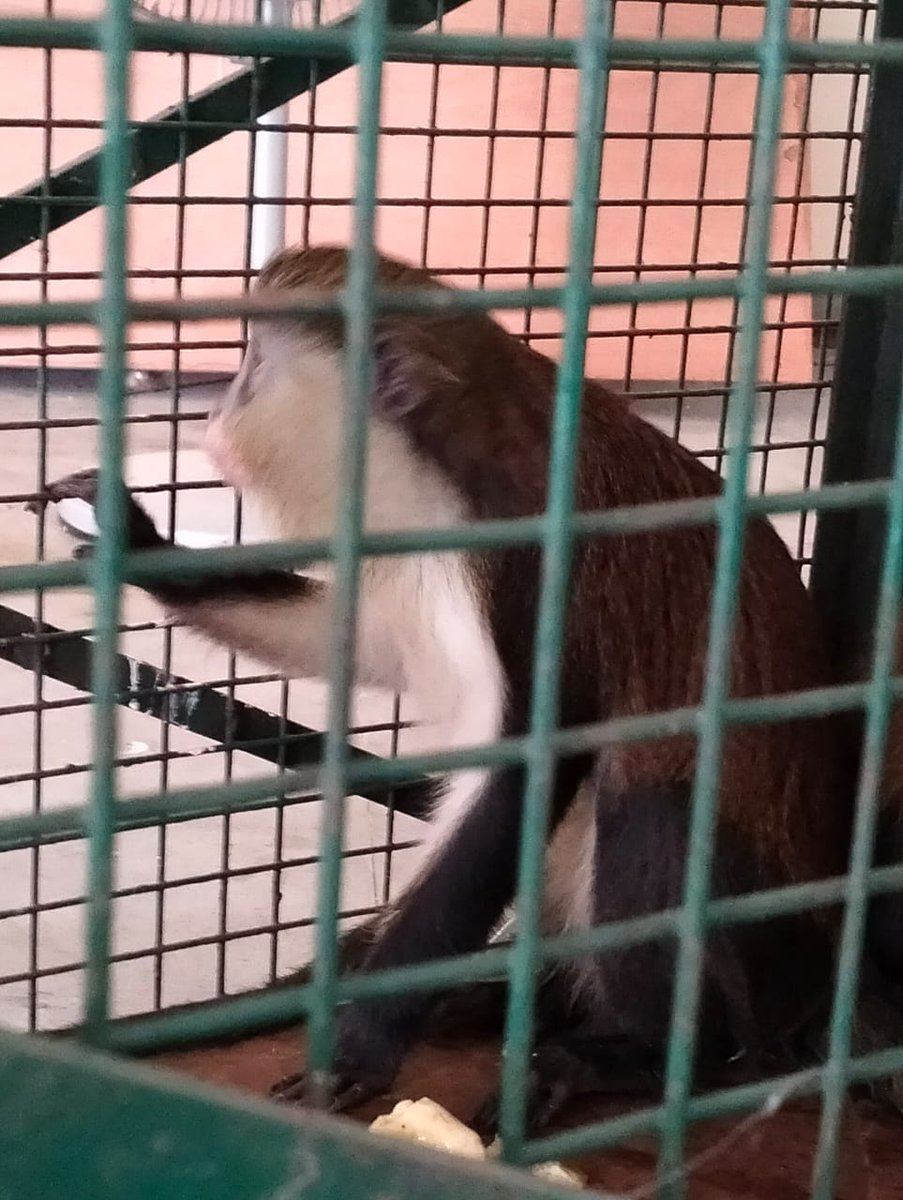 kolkata_customs's tweet photo. Acting on intelligence on 09.5.22 officers of #PreventiveCommWB seized 4 #rare #Apes of #foreignorign by intercepting a Siliguri bound bus (from the base dikie) in the highway @Mynaguri area of #NorthBengal worth ₹1.1 crore @cbic_india @PIBKolkata @DDBanglaNews https://t.co/mH1dpDFS2K