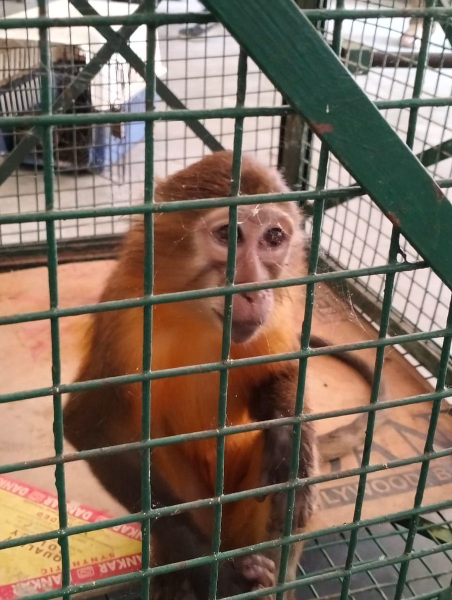 kolkata_customs's tweet photo. Acting on intelligence on 09.5.22 officers of #PreventiveCommWB seized 4 #rare #Apes of #foreignorign by intercepting a Siliguri bound bus (from the base dikie) in the highway @Mynaguri area of #NorthBengal worth ₹1.1 crore @cbic_india @PIBKolkata @DDBanglaNews https://t.co/mH1dpDFS2K