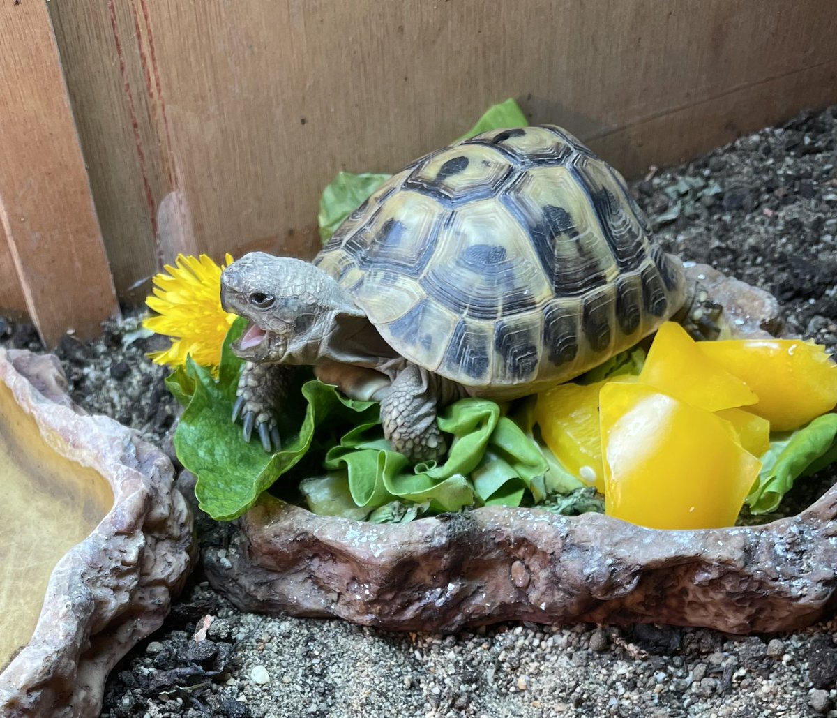 Voldetort18's tweet photo. Mayhaps I’m a little excited for food things #Voldetort #Voldetortthehermantortoise #tortoise #happytortoise https://t.co/Q1znrXoztw