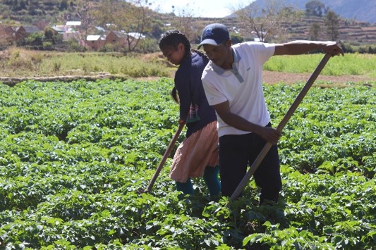 FFP_AgriCord's tweet image. Aujourd'hui, nous jetons un coup d'œil à une formation sur les sols organisée à Madagascar dans le cadre du projet #FO4ACP: le développement des organisations par les filières. 

Un œil critique, une touche d'approfondissement - de vrais professionnels au travail.🤎
#ceffel #fert
