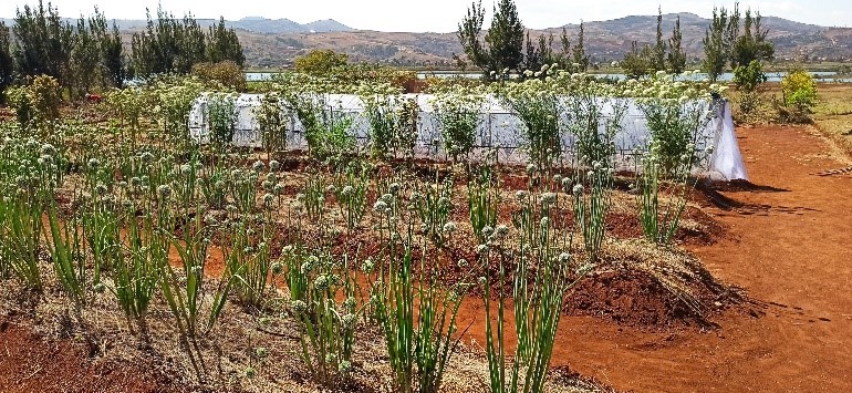 FFP_AgriCord's tweet image. Aujourd'hui, nous jetons un coup d'œil à une formation sur les sols organisée à Madagascar dans le cadre du projet #FO4ACP: le développement des organisations par les filières. 

Un œil critique, une touche d'approfondissement - de vrais professionnels au travail.🤎
#ceffel #fert
