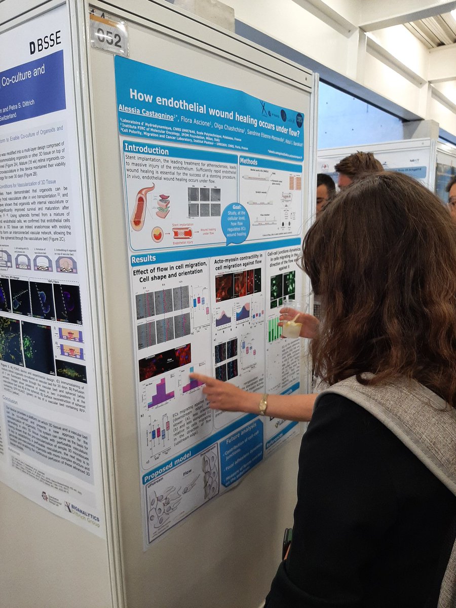ClaRamonLozano's tweet photo. Nice poster of @AlessiaCastag about how endothelial wound healing occurs under flow at #EMBOBuildNetworks ! https://t.co/rG9pORcAEl