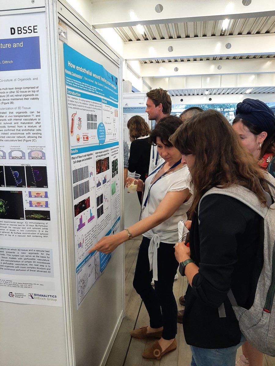 ClaRamonLozano's tweet photo. Nice poster of @AlessiaCastag about how endothelial wound healing occurs under flow at #EMBOBuildNetworks ! https://t.co/rG9pORcAEl