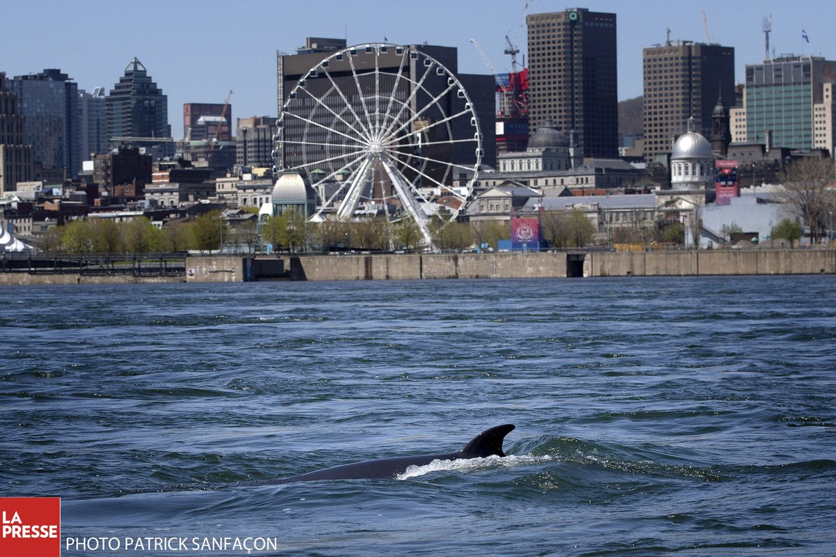 DH:  Le petit rorqual s'est déplacé près de l'Ile Ste-Hélène lapresse.ca/actualites/gra…