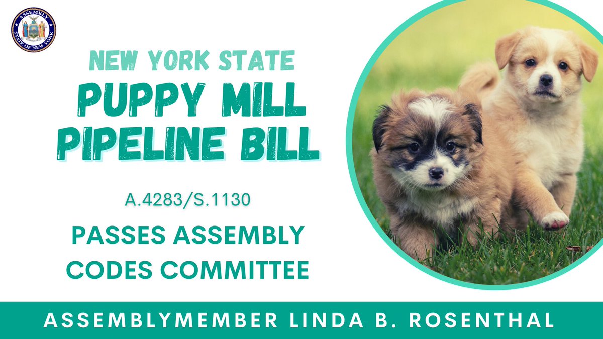 Who’s ready to end the puppy mill to pet store pipeline? 🙋‍♀️

My bill with <a href="/SenGianaris/">Sen. Mike Gianaris</a> to end the sale of dogs, cats &amp; rabbits in pet stores and promote adoption just passed the Assembly Codes Committee! Next stop: Rules Committee. 🐾