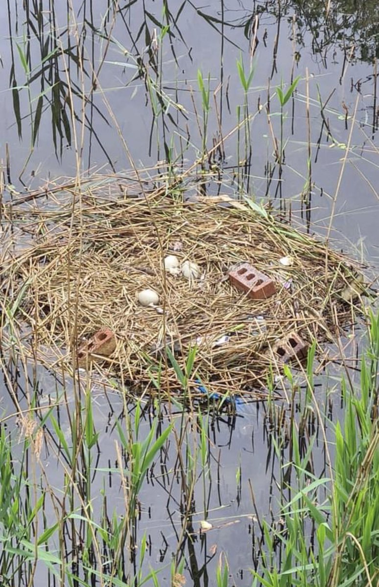Walthamstow Marsh & E17 Wetlands tweet media