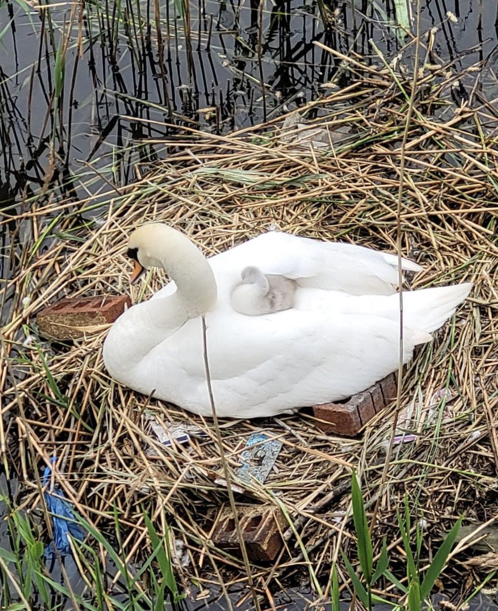Walthamstow Marsh & E17 Wetlands tweet media