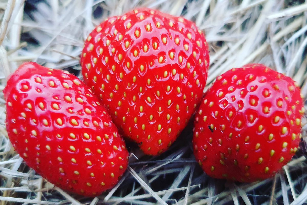 Ce moment la est magique : dégustation des toutes 1eres gariguettes du potager : comme d hab une tuerie 🤪

Cyril - petit-potager.com