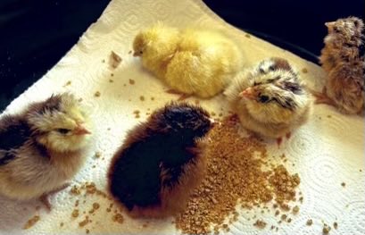 Mayfield_Center's tweet photo. Meet the newest members of our Cyclone Family!  Thanks to Mrs. Hancock and her class for sharing their learning experience with all of us!  #allaccesslearning #luckytobeacyclone https://t.co/ReKnm839sT