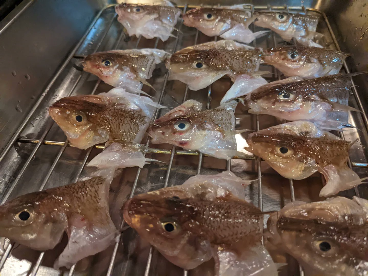 外房沖鮮魚 Twitter Search Twitter