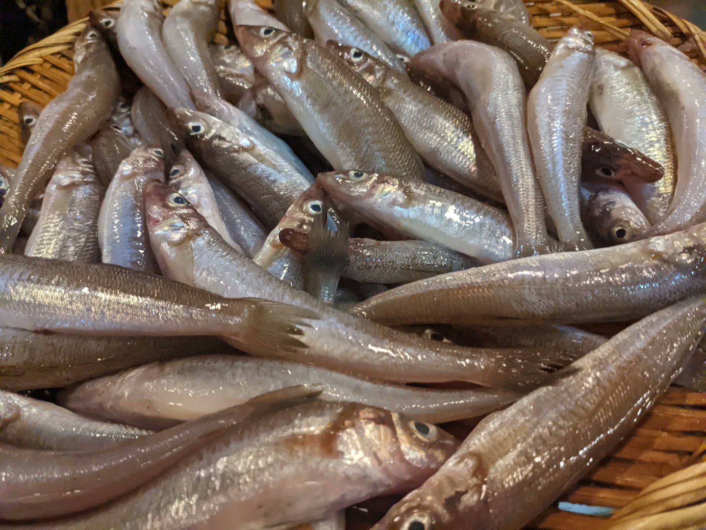 外房沖鮮魚 Twitter Search Twitter
