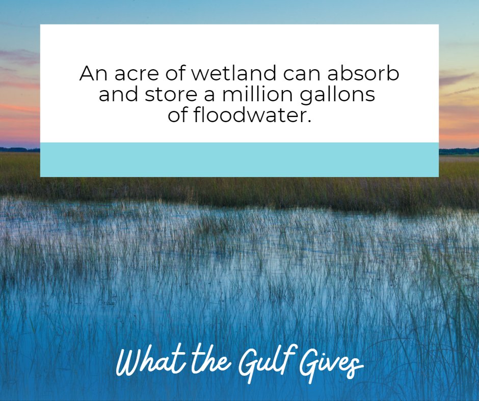 GoA_Alliance's tweet photo. One of the most important roles wetlands play is as a sponge, absorbing and storing floodwaters. Sponsored by Clean Gulf Associates. #GulfofMexicoAlliance #WhatTheGulfGives #AmericanWetlandsMonth Source: https://t.co/K1U0d5cSR0 https://t.co/fsP1bmlrxH