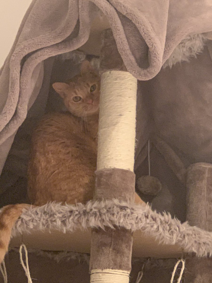 arosybud's tweet photo. #petsforcorpse is today and my precious beans are away at the moment so sad 😞🖤 https://t.co/YX1vAeAa1F