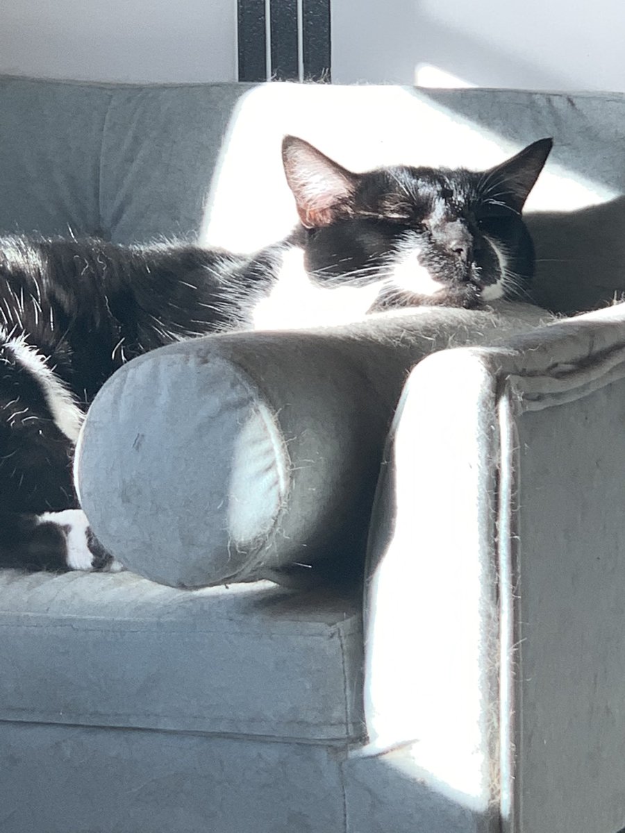 arosybud's tweet photo. #petsforcorpse is today and my precious beans are away at the moment so sad 😞🖤 https://t.co/YX1vAeAa1F