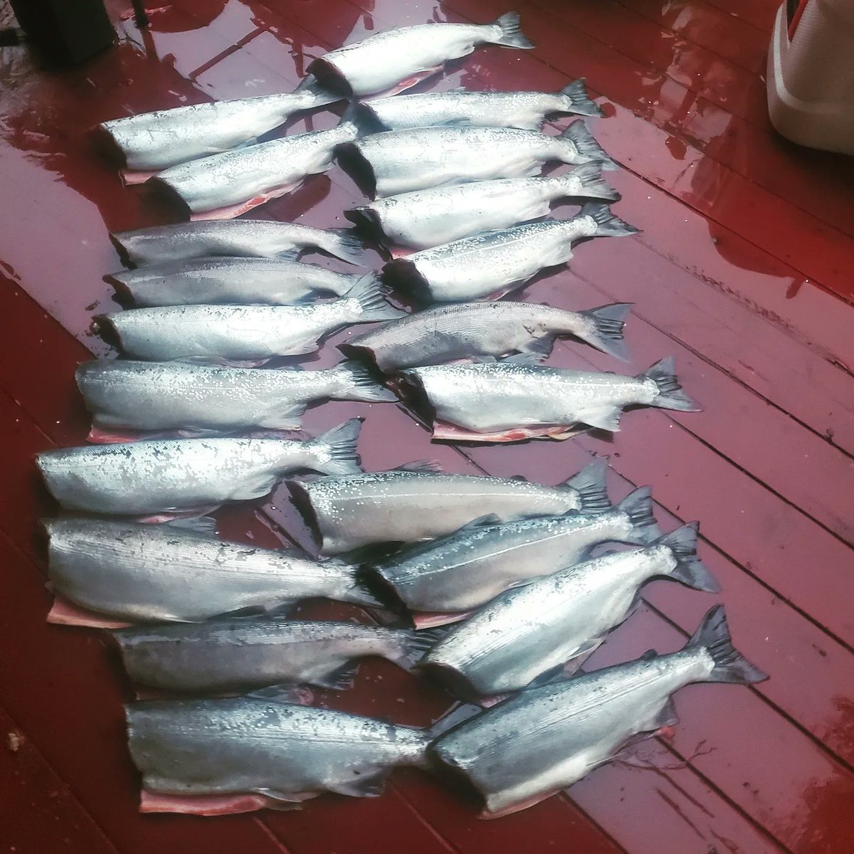 MaddAngler907's tweet photo. Ocean,river,ice
#iFish
#MaddAngler907
#simmsfishing 
#AlaskanFlyFishing https://t.co/lAs83ILzK7