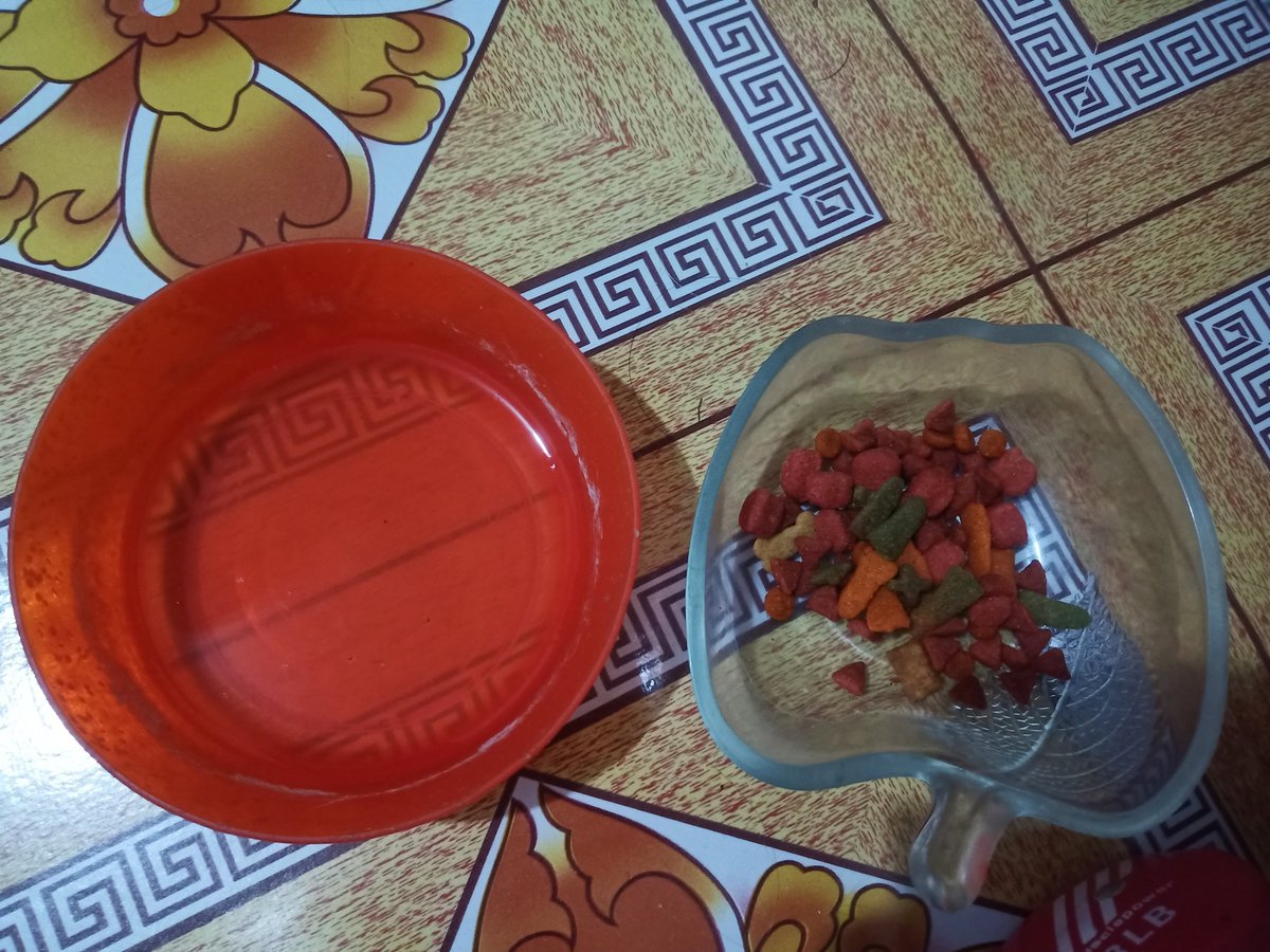 edzgalang's tweet photo. Bago ko matulog, check ko muna sya at un lagayan nya ng water at dog food to make sure na may laman para anytime na magising sya may ready nang food at water. Di n'ya ako need gisingin. 
#gabventures https://t.co/Bmwr0cP0ZH