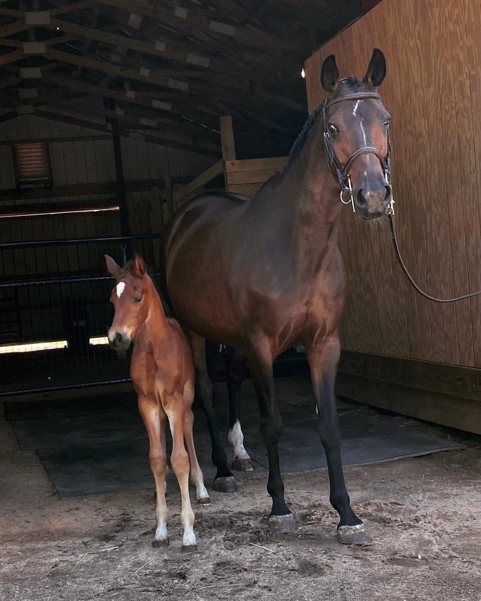 jamiersteen's tweet photo. So excited to see what @gianaitaliano does with this mare and foal! Photo shoot was yesterday. Now we wait for the real photos 💕💕💕 https://t.co/VoKqRNVgt5
