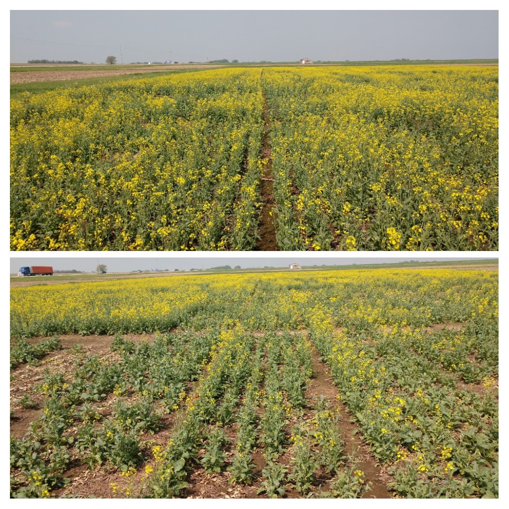 ksucanola's tweet photo. 2022 is likely a year where yield isn't the most important data point. @KSUNCKEF #NWCVT OPs in top photo, hybrids below. Overall better stands in OPs after dry winter. Will watch recovery following a nice rain. #canola @KStateAgron https://t.co/zGwdv0xvFP