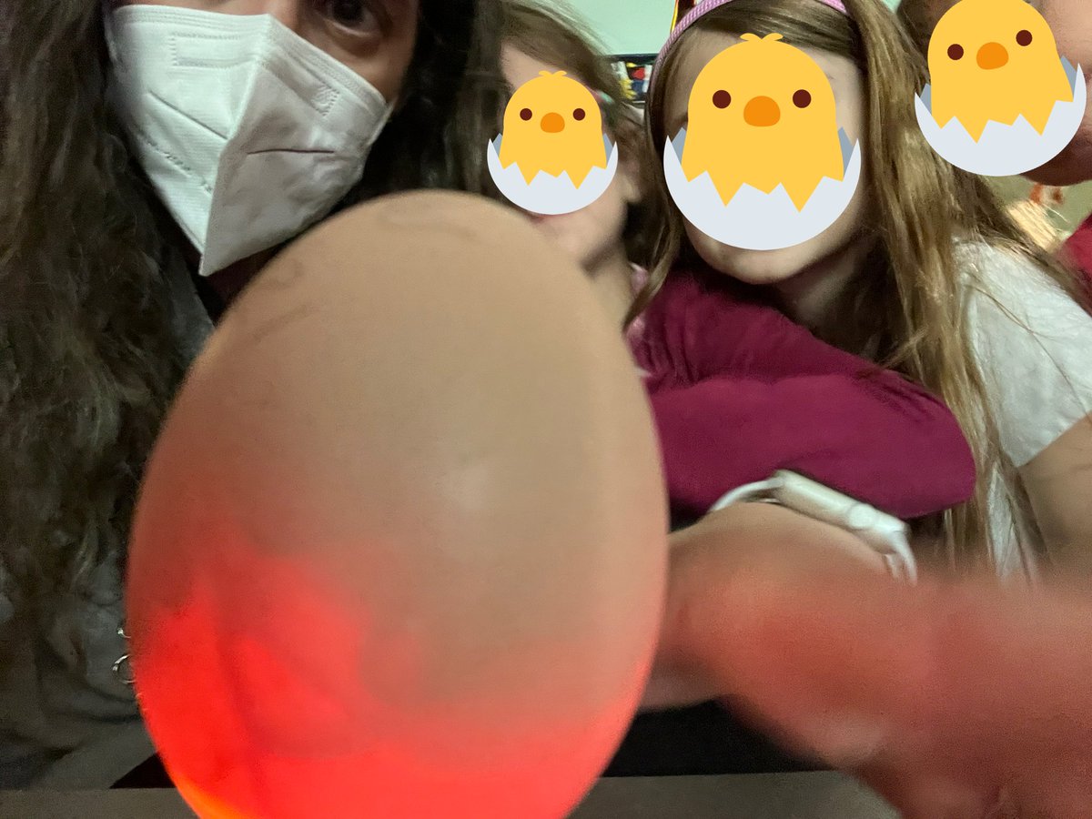 TheIsaksonTimes's tweet photo. It was egg candling day in KI! 🐣 https://t.co/he0cYmIn1V