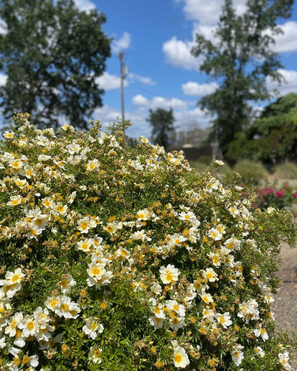 sjrparkwaytrust's tweet photo. April showers brought May flowers! 
Join this month's Gardening Angels on Saturday, May 14th, from 9 am - 12 pm. 

Gardening Angels is an opportunity to spend time with experienced gardeners while enjoying the outdoors.

Sign up with the link below.

https://t.co/sBFXbeoJBO https://t.co/bwYrpcHLFa