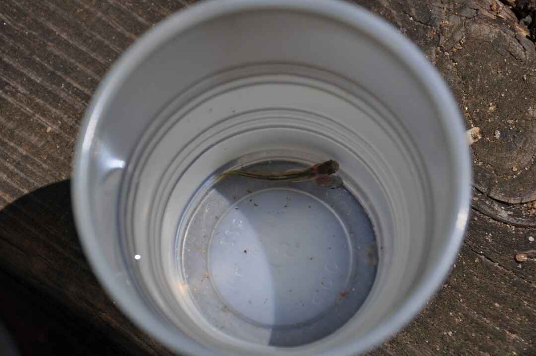 cormack_mcgee's tweet photo. Salmon River 2022 - This year's conjoined salmon fry.  These salmon fry are monozygotic twins that are still connected at the ventral surface. https://t.co/fbItmdcPzq