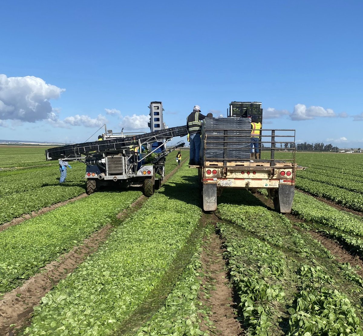 IntFreshProduce's tweet photo. Day 2 for the #FreshFieldCatalyst Immersion Week starting at @YourTaylorFarms with a special look inside their leafy green harvest! https://t.co/D9o8iL5xSG