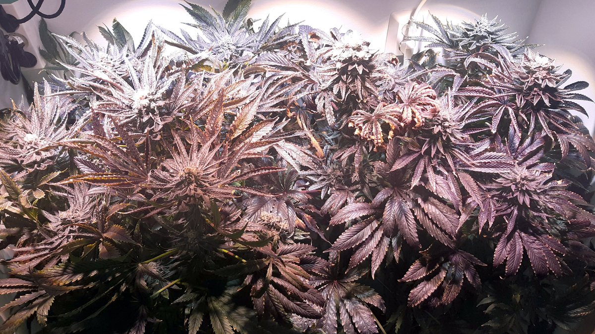 laakekantsu's tweet photo. Tämä saattaa olla viimeinen kuva ennen kaatoa 😉 Uusi kuvakulma. #lääkekannabis #cherry18 https://t.co/NfAOq45iic