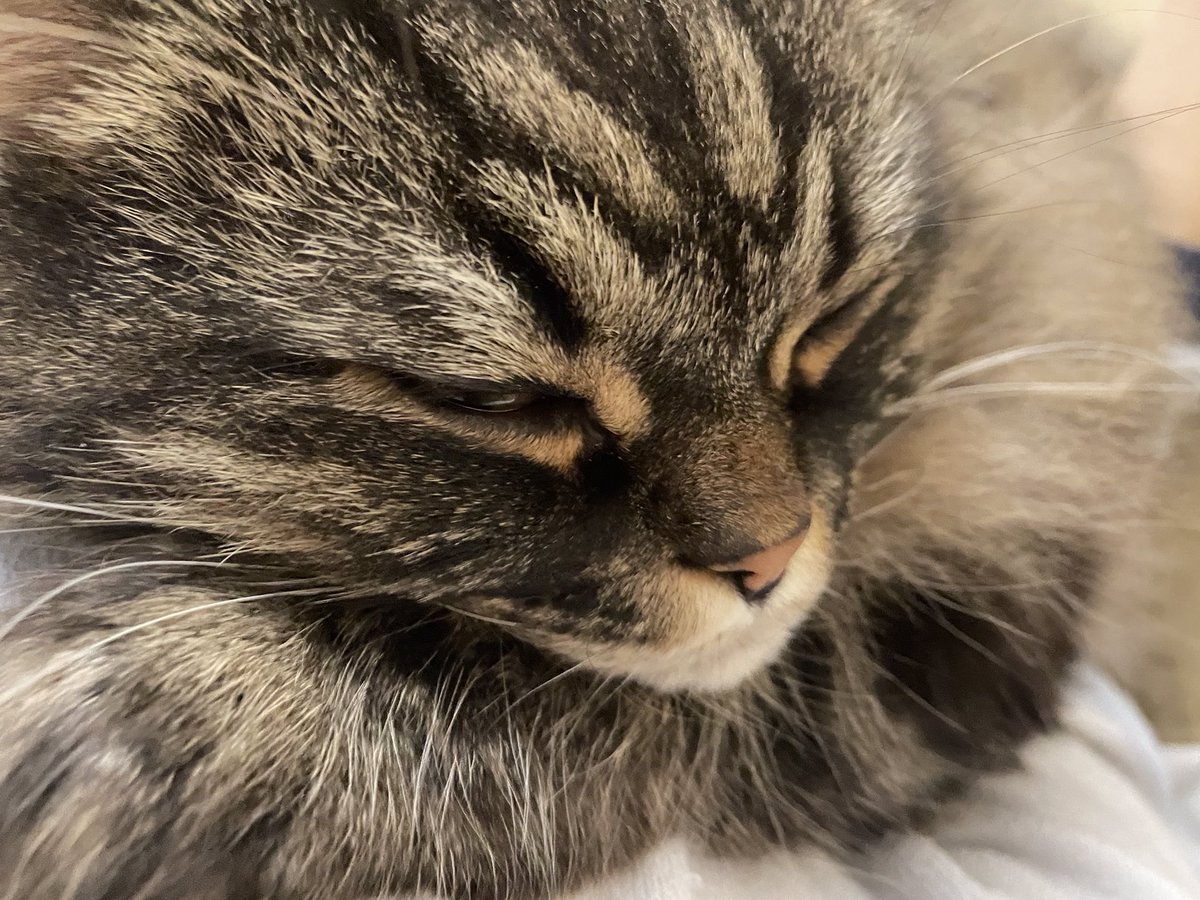 der_Oberrichte's tweet photo. How do you want to sleep carefree 🥺 https://t.co/D3BmTRLsPb