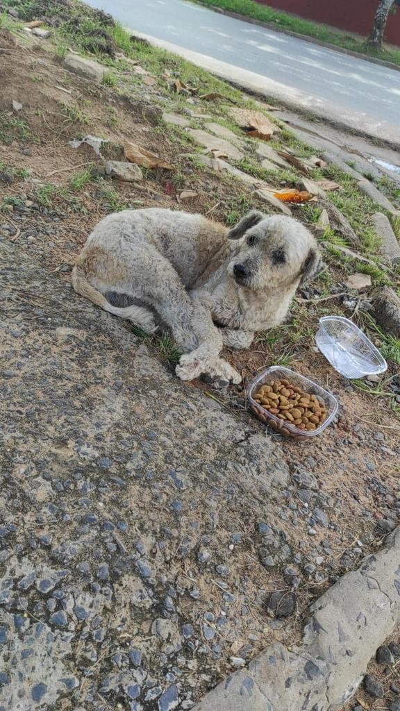 TiFaNiiii's tweet photo. A quien se le perdió su perro?
A dos cuadras detrás del shop el portal, loma pyta .... Rt porfa... https://t.co/tihi0TpypT